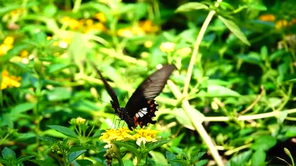 1080P Farfalla Tailandese Super Lenta Nei Fiori Pascolo Insetto Natura — Video Stock