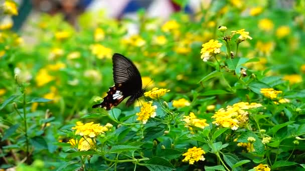 1080P Super Slow Thai Butterfly Pasture Flowers Насекомые Наружная Природа — стоковое видео