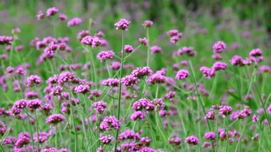 Verbena Bonariensis doğa backgound 4k Mor çiçekler