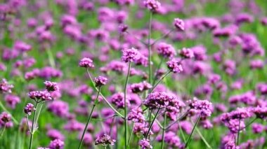  Verbena Bonariensis doğa backgound Hd 1080p süper yavaş Menekşe çiçekleri