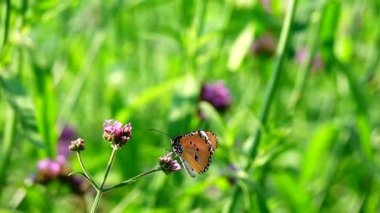  Hd 1080p süper yavaş Tay kelebek mera Verbena Bonariensis çiçek Böcek açık doğa backgound