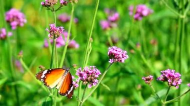  Hd 1080p süper yavaş Tay kelebek mera Verbena Bonariensis çiçek Böcek açık doğa backgound