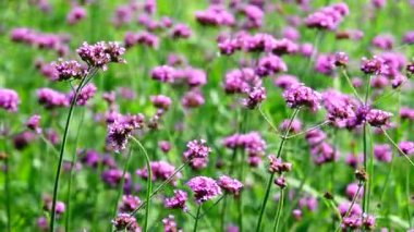  Verbena Bonariensis doğa backgound Hd 1080p süper yavaş Menekşe çiçekleri