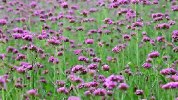 ヴェルベナ ボナリエンシス自然の4Kバイオレットの花バックグーンド — ストック動画
