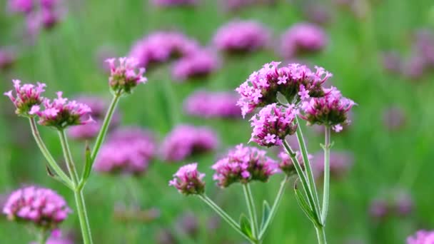 Fialová Květenka Slovní Vlastnosti Verbena Bonariensis — Stock video