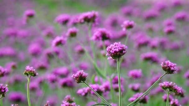 Violett Blommor Verbena Bonariensis Natur Backgound — Stockvideo