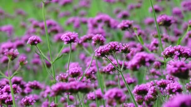 Тыс Фиолетовых Цветов Verbena Bonariensis Природного Фона — стоковое видео