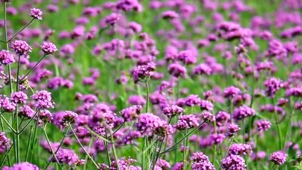 Fialová Květenka Slovní Vlastnosti Verbena Bonariensis — Stock video