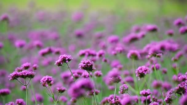 1080P Super Powolny Fioletowe Kwiaty Verbena Bonariensis Nature Upierzenie — Wideo stockowe