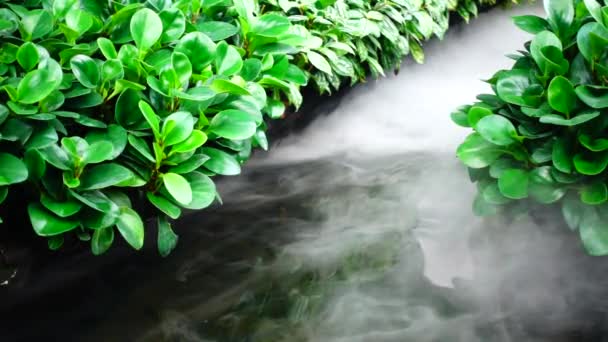 1080P超低速の植物園トロワ緑の蒸気水にドライアイス — ストック動画