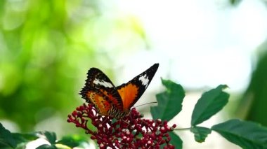 HD 1080p süper yavaş Tayland kelebeği otlakta VerbeNA BONARIENSIS çiçek doğa böceği