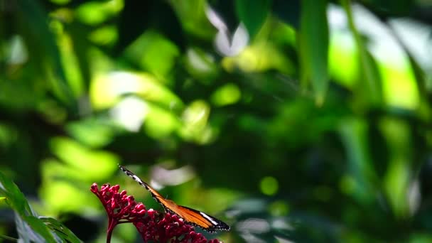 1080P Mariposa Tailandesa Súper Lenta Pasto Verbena Bonariensis Flores Insectos — Vídeos de Stock