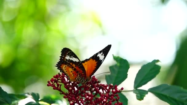 1080P Mariposa Tailandesa Súper Lenta Pasto Verbena Bonariensis Flores Insectos — Vídeos de Stock