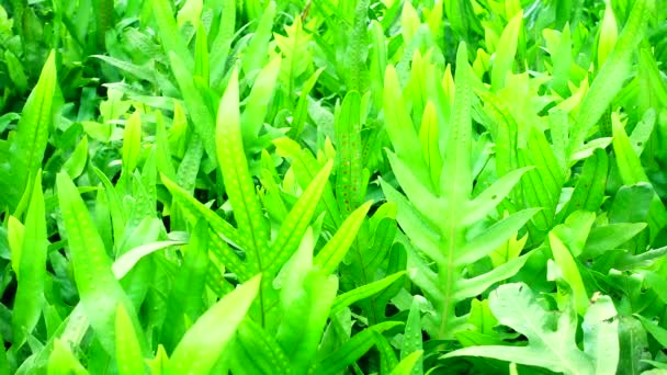 Fougères Beautées Feuilles Feuillage Vert Naturel Fond Fougère Florale Dans — Video