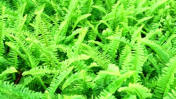 Felci Belle Foglie Verde Fogliame Naturale Sfondo Felce Floreale Vento — Video Stock