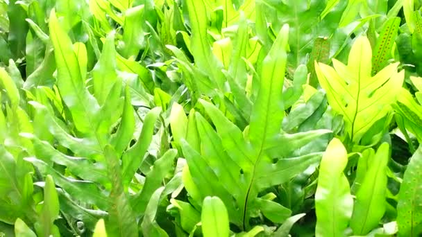 Prachtige Varens Bladeren Groen Gebladerte Natuurlijke Bloemvaren Achtergrond Wind Zonlicht — Stockvideo