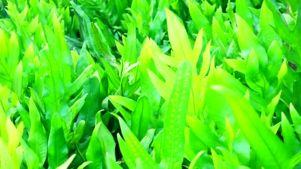 Piękne Paprocie Liście Zielone Liści Naturalny Kwiatowy Paproć Tło Wietrze — Wideo stockowe