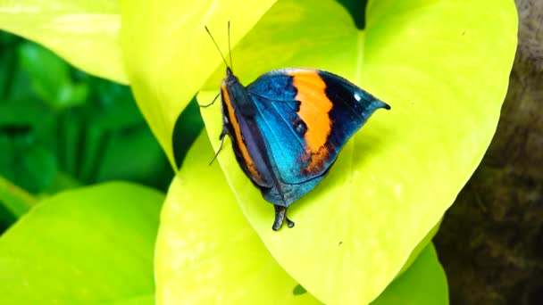 Thai Beau Papillon Sur Prairie Fleurs Nature Extérieur — Video