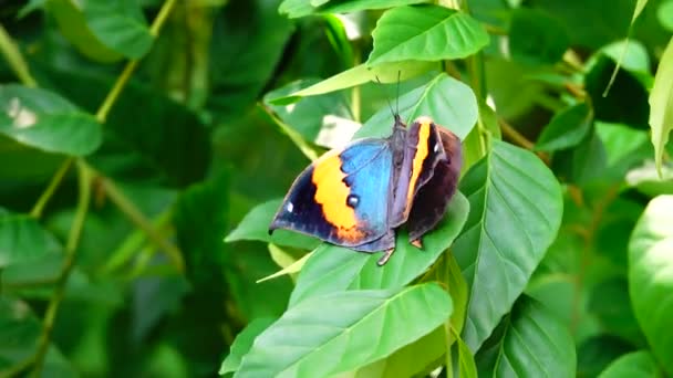 Тайський Прекрасний Метелик Лугових Квітах Природи Відкритому Повітрі — стокове відео