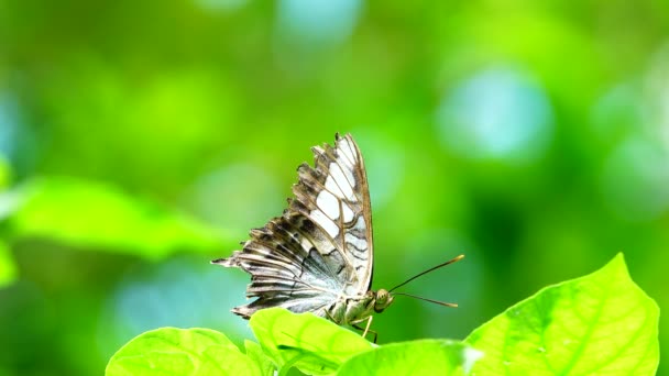 Тайский Красивый Бабочка Лугу Цветы Природа Открытый Фон — стоковое видео