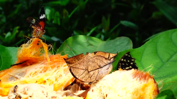Thai Bella Farfalla Sul Prato Fiori Natura Esterno Backgound — Video Stock