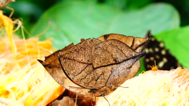 Thajský Krásný Motýl Louce Květiny Příroda Venkovní Backgound — Stock video