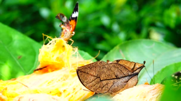 Тайський Прекрасний Метелик Лугових Квітах Природа Задньому Плані — стокове відео