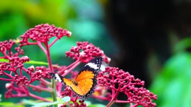 4K Thai güzel kelebek çayır çiçekleri doğa arka planda