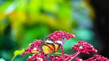 4K Thai güzel kelebek çayır çiçekleri doğa arka planda
