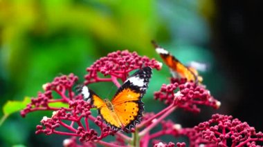 4K Thai güzel kelebek çayır çiçekleri doğa arka planda