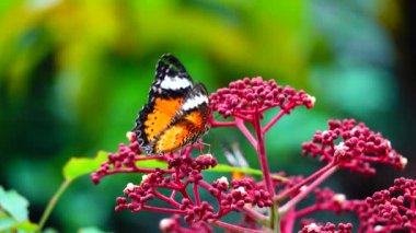 4K Thai güzel kelebek çayır çiçekleri doğa arka planda