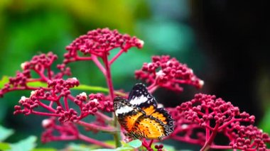 4K Thai güzel kelebek çayır çiçekleri doğa arka planda