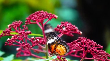 4K Thai güzel kelebek çayır çiçekleri doğa arka planda