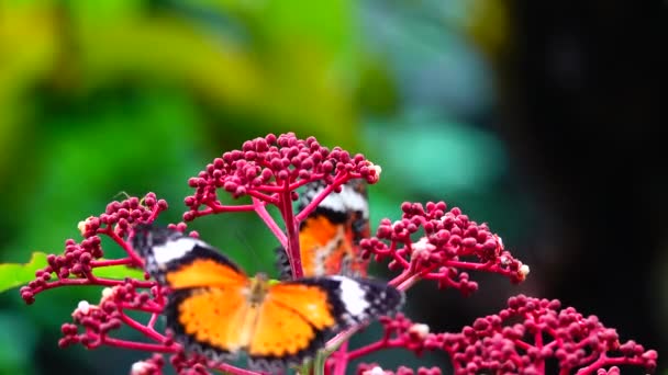 Thai Bella Farfalla Sul Prato Fiori Natura Esterno Backgound — Video Stock