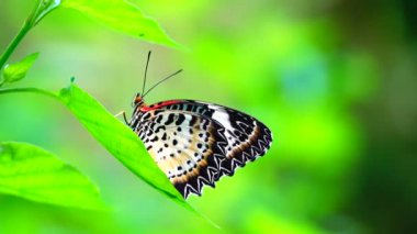 4K Thai güzel kelebek çayır çiçekleri doğa arka planda