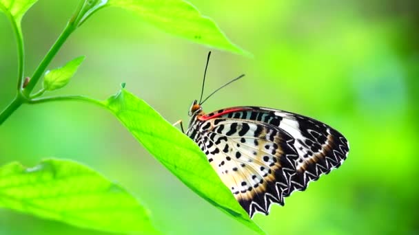 Thai Bella Farfalla Sul Prato Fiori Natura Esterno Backgound — Video Stock