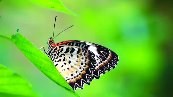 타이의 아름다운 나비가 초원의 꽃들과 오지의 그대로의 — 비디오