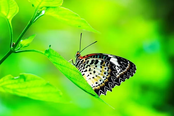 美丽的泰国人蝴蝶在自然界中的背影 — 图库照片