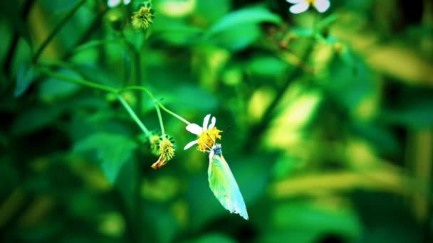 1080P Süper Yavaş Tayland Kelebeği Çayırda Çiçeklerde Böcek Doğa — Stok video