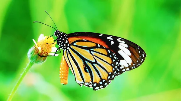 Çayır Çiçeklerindeki Tayland Kelebeği Açık Hava Böceği — Stok fotoğraf