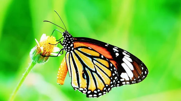 牧草地の花でタイ蝶昆虫屋外の自然 — ストック写真