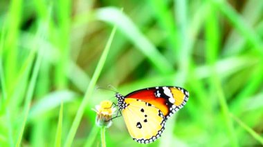 4K Thai güzel kelebek çayır çiçekleri doğa arka planda