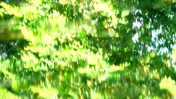 Lugn Avkopplande Bakgrund Tropiska Löv Nedsänkt Exotiskt Vatten Vatten Vinkar — Stockvideo