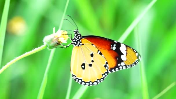 Tajski Piękny Motyl Łące Kwiaty Natura Zewnątrz Backgound — Wideo stockowe