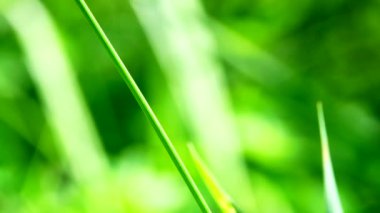 4K güzel sarı yusufçuk kuşu güzel bir sabah şafağında ağaçta avlanıyor. Yusufçuk, iki çift güçlü şeffaf kanatlı yamayı çok yönlü büyük gözlerle karakterize eder.