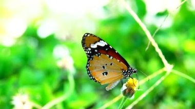 4K Thai güzel kelebek çayır çiçekleri doğa arka planda