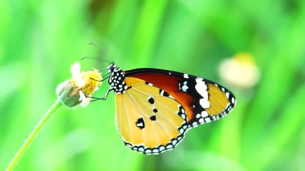 Thai Güzel Kelebek Çayır Çiçekleri Doğa Arka Planda — Stok video