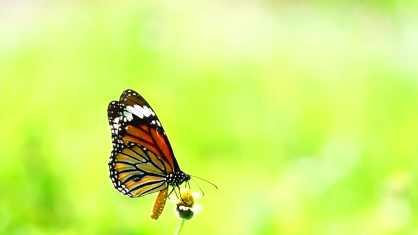Tailandesa Hermosa Mariposa Prado Flores Naturaleza Aire Libre Backgound — Vídeos de Stock