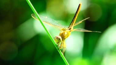 4K güzel sarı yusufçuk kuşu güzel bir sabah şafağında ağaçta avlanıyor. Yusufçuk, iki çift güçlü şeffaf kanatlı yamayı çok yönlü büyük gözlerle karakterize eder.
