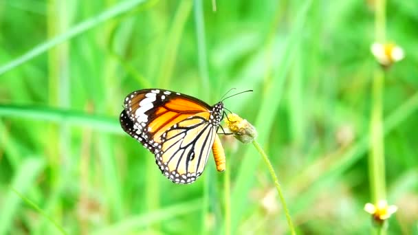 Thajský Krásný Motýl Louce Květiny Příroda Venkovní Backgound — Stock video